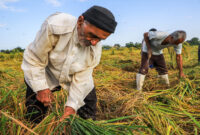 افزایش ۲۰ درصدی مستمری‌ ها در صندوق بیمه اجتماعی کشاورزان، روستائیان و عشایر