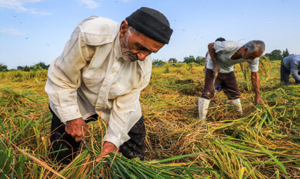 افزایش ۲۰ درصدی مستمری‌ ها در صندوق بیمه اجتماعی کشاورزان، روستائیان و عشایر