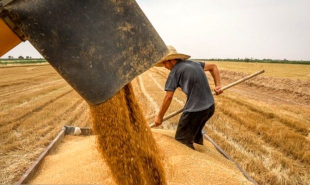 نارضایتی کشاورزان از عدم پرداخت به موقع پول گندم