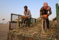 نکات آموزشی و کاربردی برای کارگران نیشکری در خوزستان