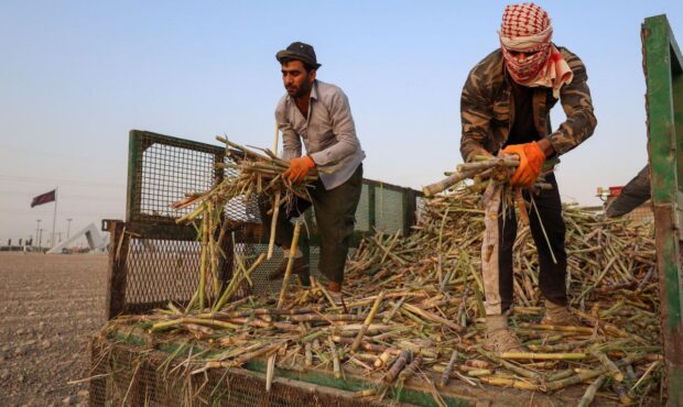 نکات آموزشی و کاربردی برای کارگران نیشکری در خوزستان